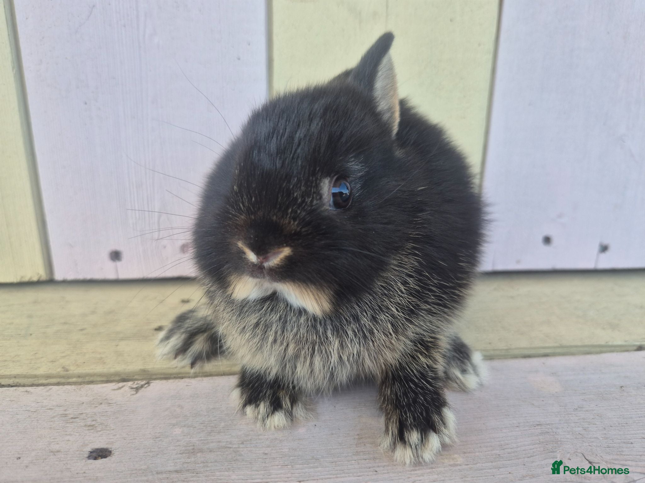 Netherland Dwarf rabbits 💜 PRETTIEST COLOURED NETHERLAND DWARF BABIES 💜 - Advert 2