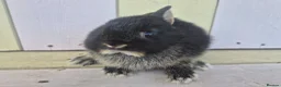 Netherland Dwarf rabbits for sale: 💜 PRETTIEST COLOURED NETHERLAND DWARF BABIES 💜 - Advert 28