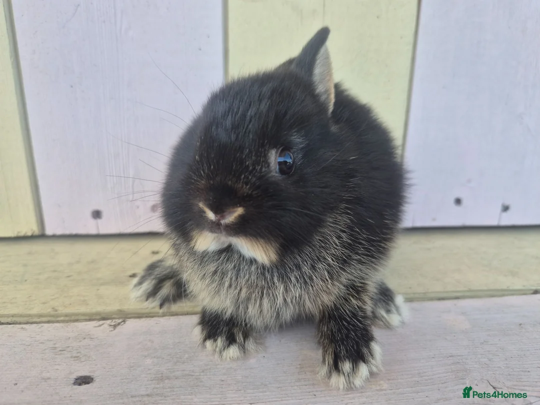 Netherland Dwarf rabbits for sale: 💜 PRETTIEST COLOURED NETHERLAND DWARF BABIES 💜 - Advert 28