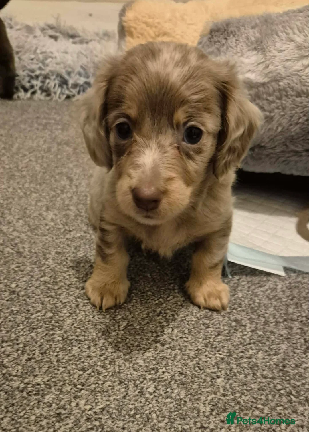 Miniature Dachshund dogs for sale: KC Dachshund puppies  - Advert 8