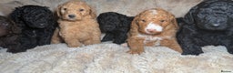 Goldendoodle dogs for sale: Goldendoodles Ready Next Week - Advert 25
