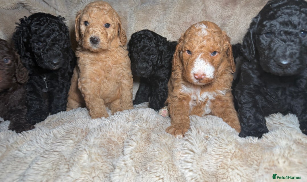 Goldendoodle dogs for sale: Goldendoodles Ready Next Week - Advert 25