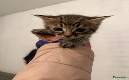Mixed Breed cats for sale: Beautiful Kittens For Sale  - Image 6