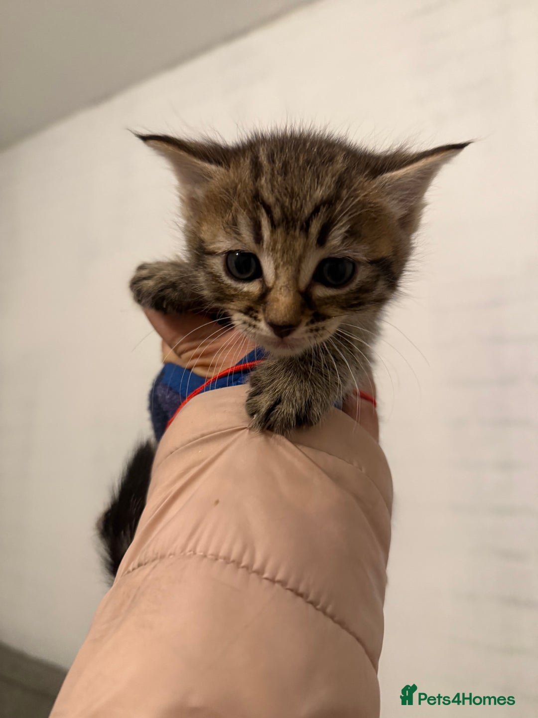 Mixed Breed cats for sale: Beautiful Kittens For Sale  - Image 6