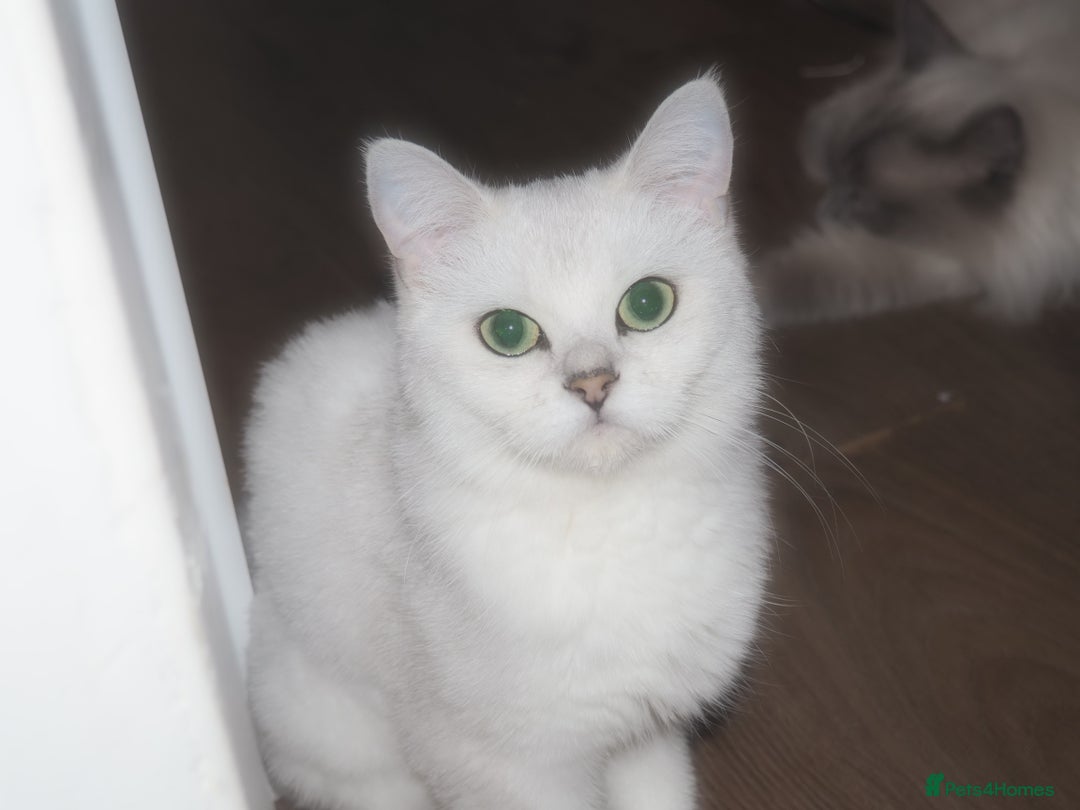British Shorthair cats for sale: Champion Line Registered Chinchilla British sh - Advert 2
