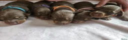 Miniature Dachshund dogs for sale: Stunning KC reg chocolate and tan pups  - Advert 4