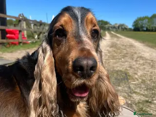Cocker Spaniel dogs Gorgeous KC Reg Show Cocker Spaniels - Advert 2