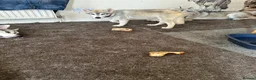 Siberian Husky dogs for sale: 3 Husky Puppies For Sale  - Advert 12