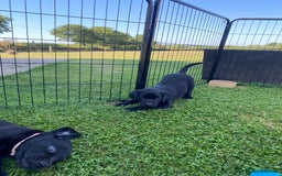 Labrador Retriever dogs for sale: Beautiful black lab dog - Image 3