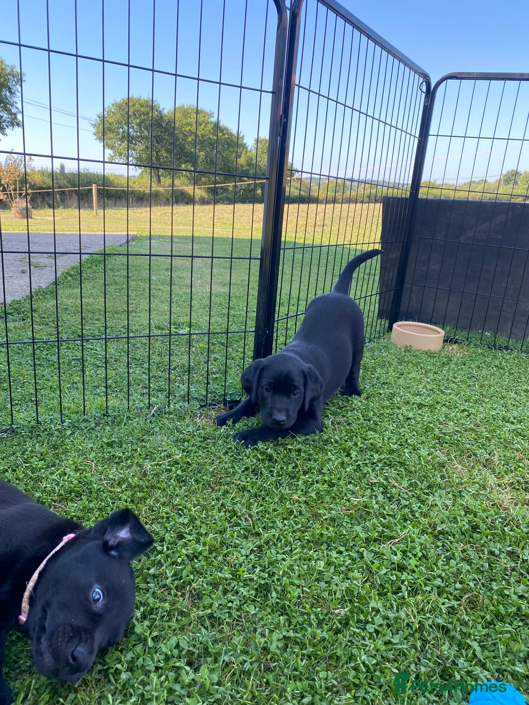 Labrador Retriever dogs for sale: Beautiful black lab dog - Image 3