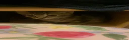 Mixed Breed cats for sale: beautiful baby kitten for sale (urgent!) - Advert 2