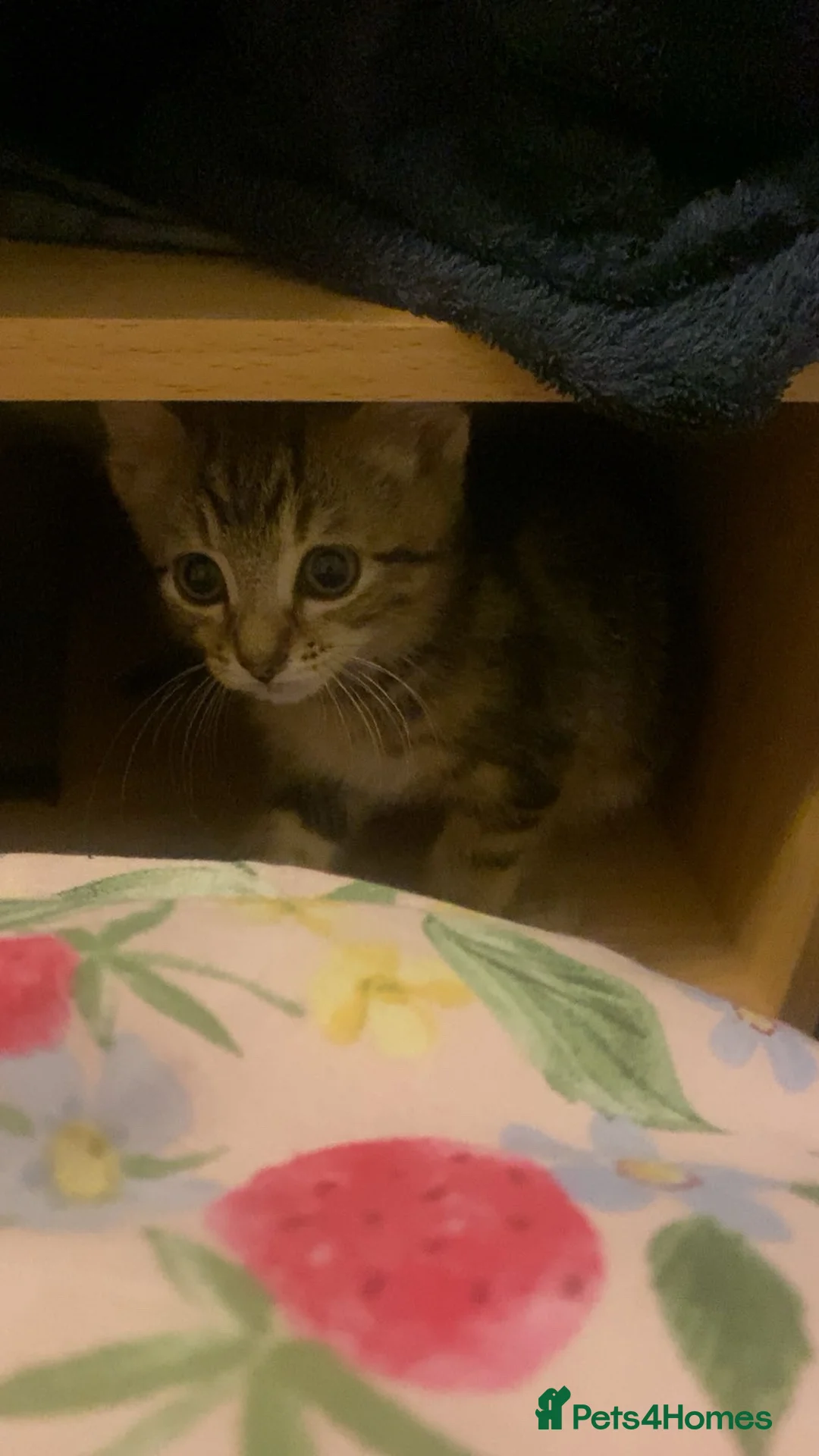 Mixed Breed cats for sale: beautiful baby kitten for sale (urgent!) - Advert 2