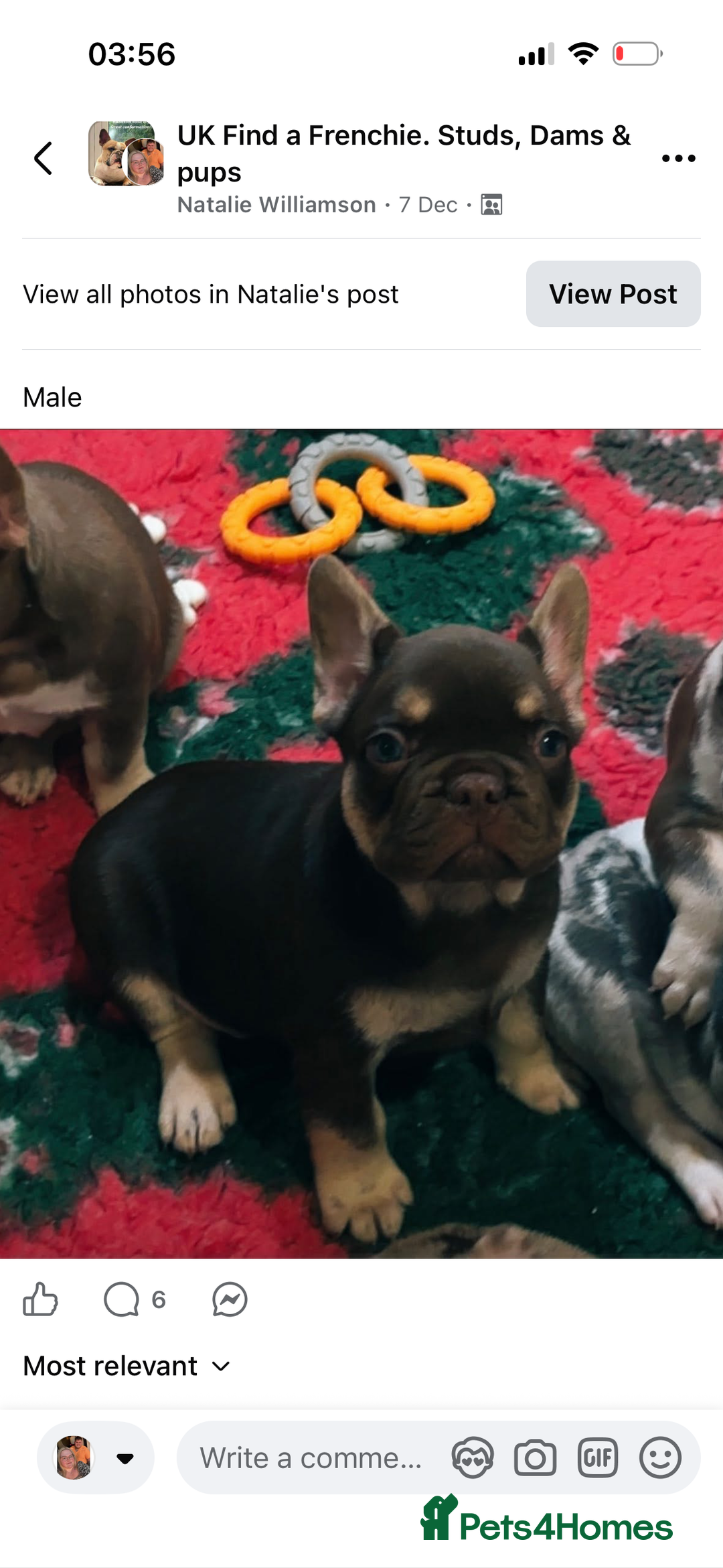 French Bulldog dogs for sale: READY NOW- 2 BOYS LEFT- QUALITY FRENCHIE PUPS - Advert 38