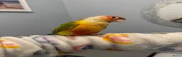 Conures birds for sale: 2 Female Green Cheek Conures in Manchester - Advert 4