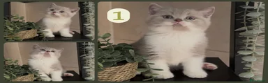 British Shorthair 1