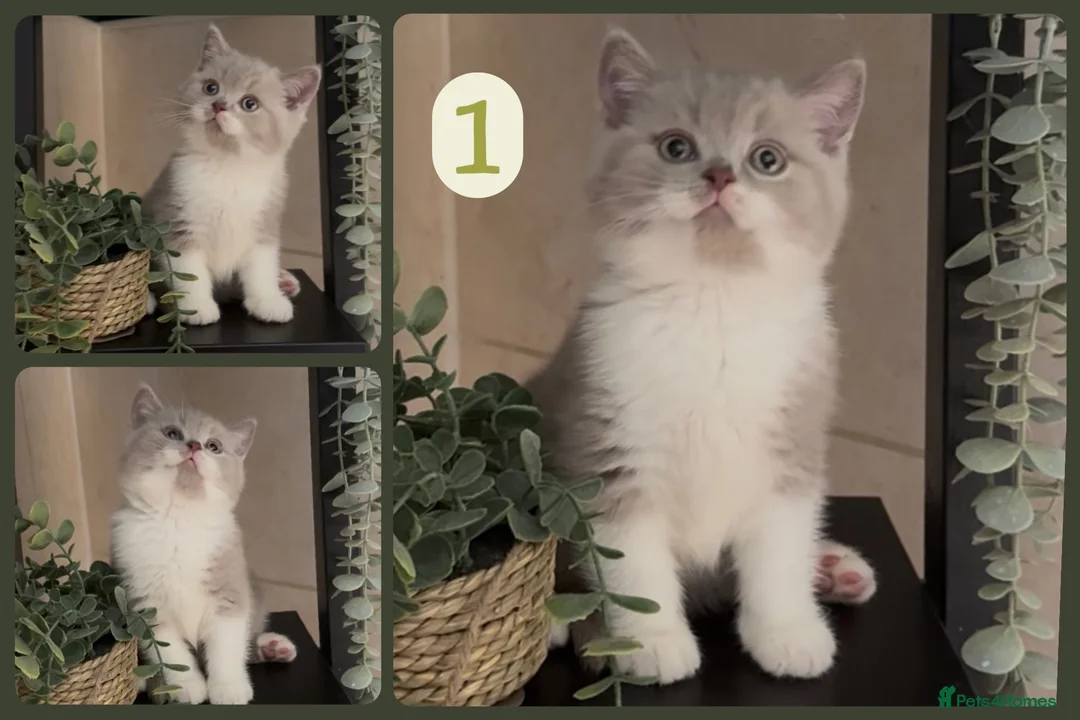 British Shorthair cats for sale: GCCF Lilac Bicolour British Shorthair Kittens - Advert 2