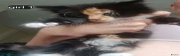 Mixed Breed cats for sale: Long haired kittens  in Swanscombe - Advert 2