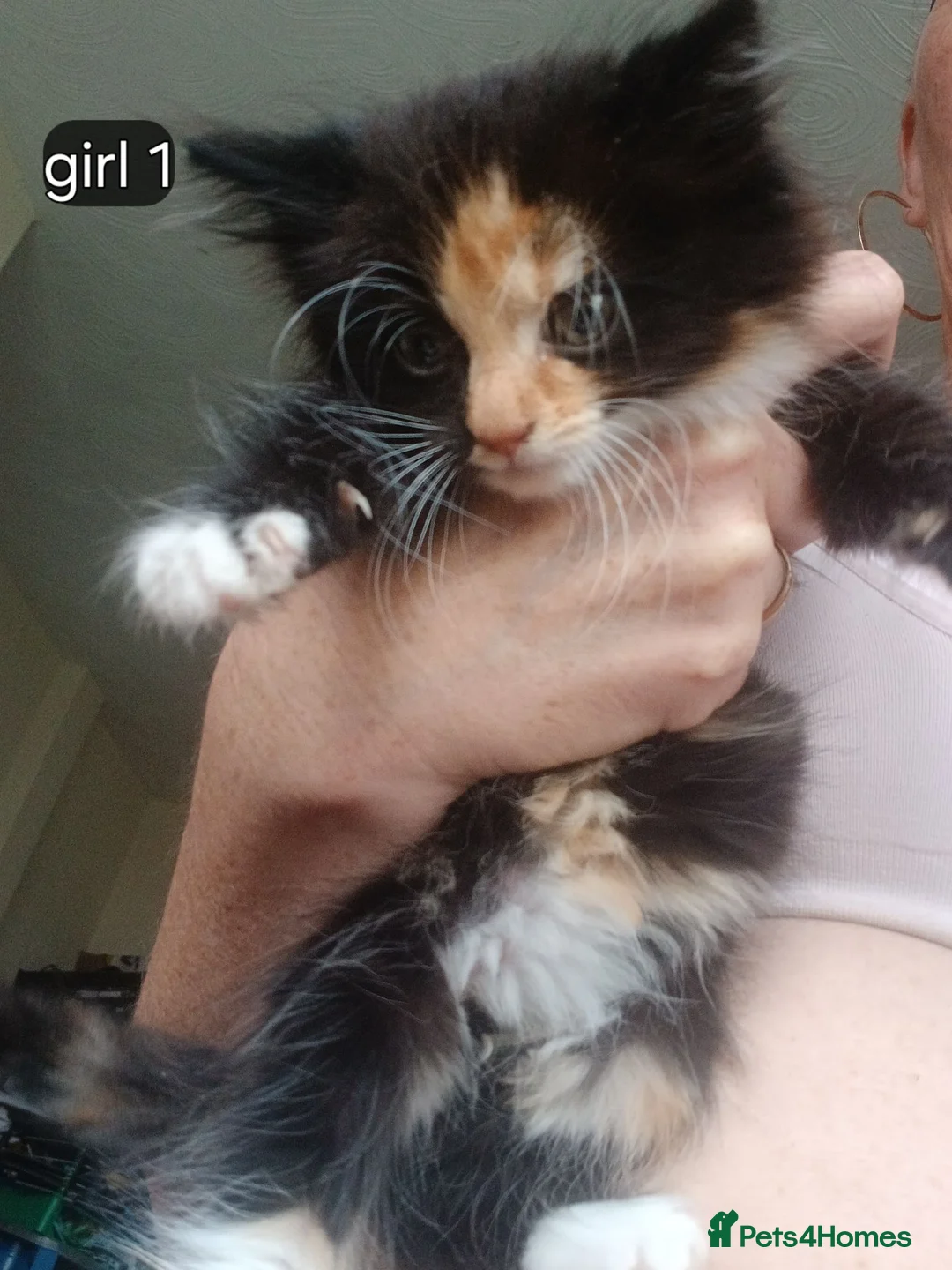 Mixed Breed cats for sale: Long haired kittens  in Swanscombe - Advert 2