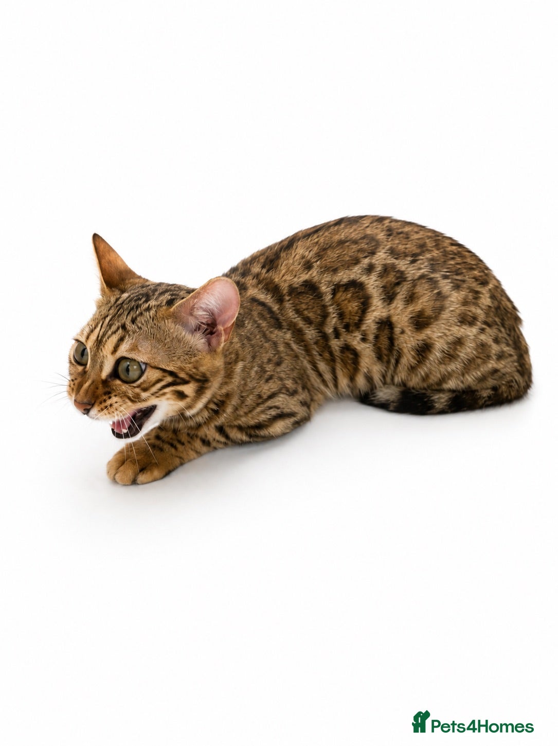 Bengal cats 🐆G6 Pedigree Bengal Kittens | TICA Registered - Advert 3