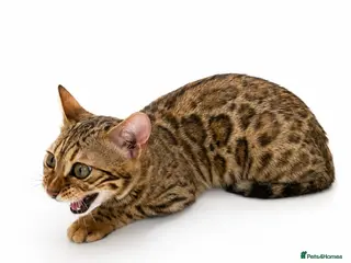 Bengal cats 🐆G6 Pedigree Bengal Kittens | TICA Registered - Advert 3