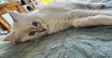 Ragdoll cats - Advert 16