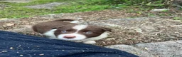 Border Collie dogs for sale: ISDS/KC Border Collie puppies for sale  - Advert 34