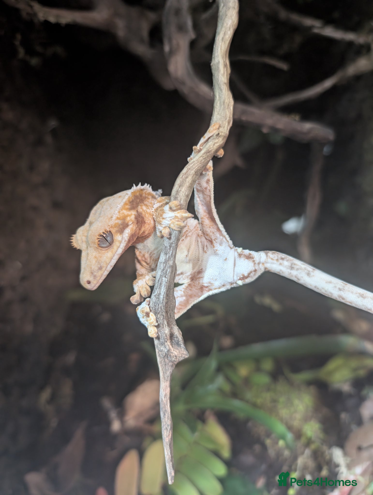 Gecko reptiles Male pinstripe harlequin and female lilly white  - Advert 8