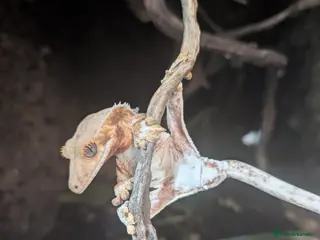 Gecko reptiles Male pinstripe harlequin and female lilly white - Advert 8