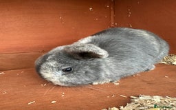 Mini Lop rabbits for sale: 2 female bonded mini lops for sale  - Advert 7