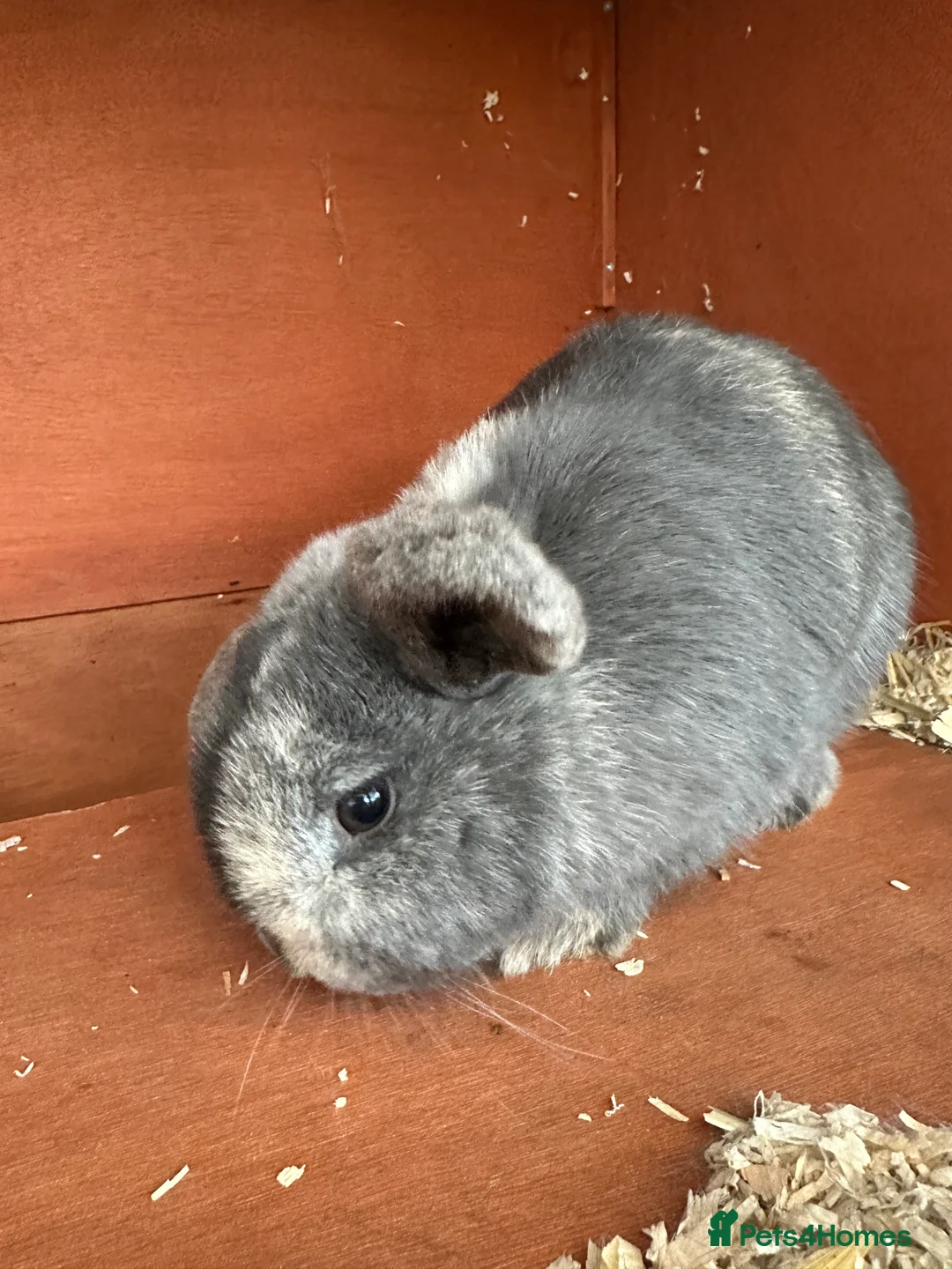 Mini Lop rabbits for sale: 2 female bonded mini lops for sale  - Advert 8