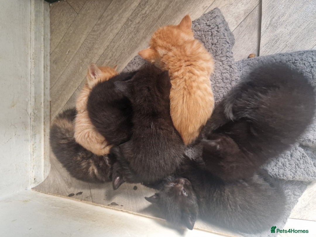 Mixed Breed cats for sale: Gorgeous Kittens. GINGER & All Black - Image 14