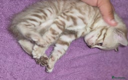 Bengal cats for sale: 2 stunning bengal kittens - Image 4