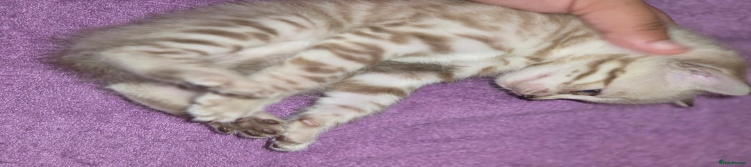 Bengal Kitten 2