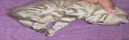 Bengal cats for sale:  1 stunning male bengal kitten  - Advert 32
