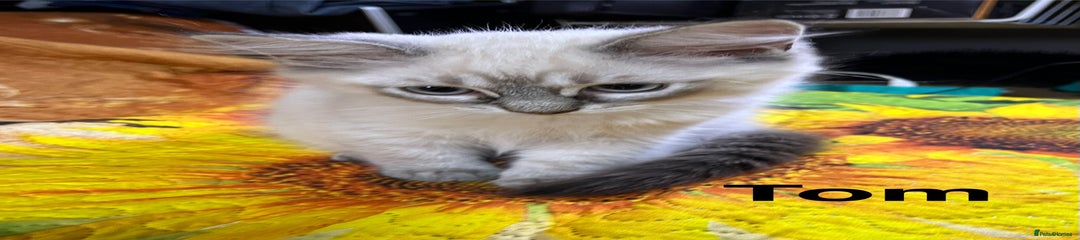 Tom