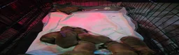 Dogue De Bordeaux dogs for sale: Beautiful puppies looking for forever homes  - Advert 5