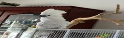 Cockatoo birds for sale: Name - Baby - Advert 4