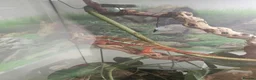 Chameleon reptiles for sale: Pantha chamelian  - Advert 3
