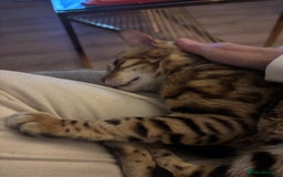 Bengal cats for sale: Friendliest bengal you will ever meet - Image 4