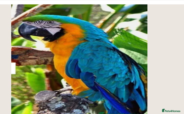 Parrots birds - Advert 3