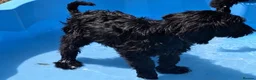 Labradoodle dogs for sale: Beautiful labradoodle puppy’s for sale - Advert 6