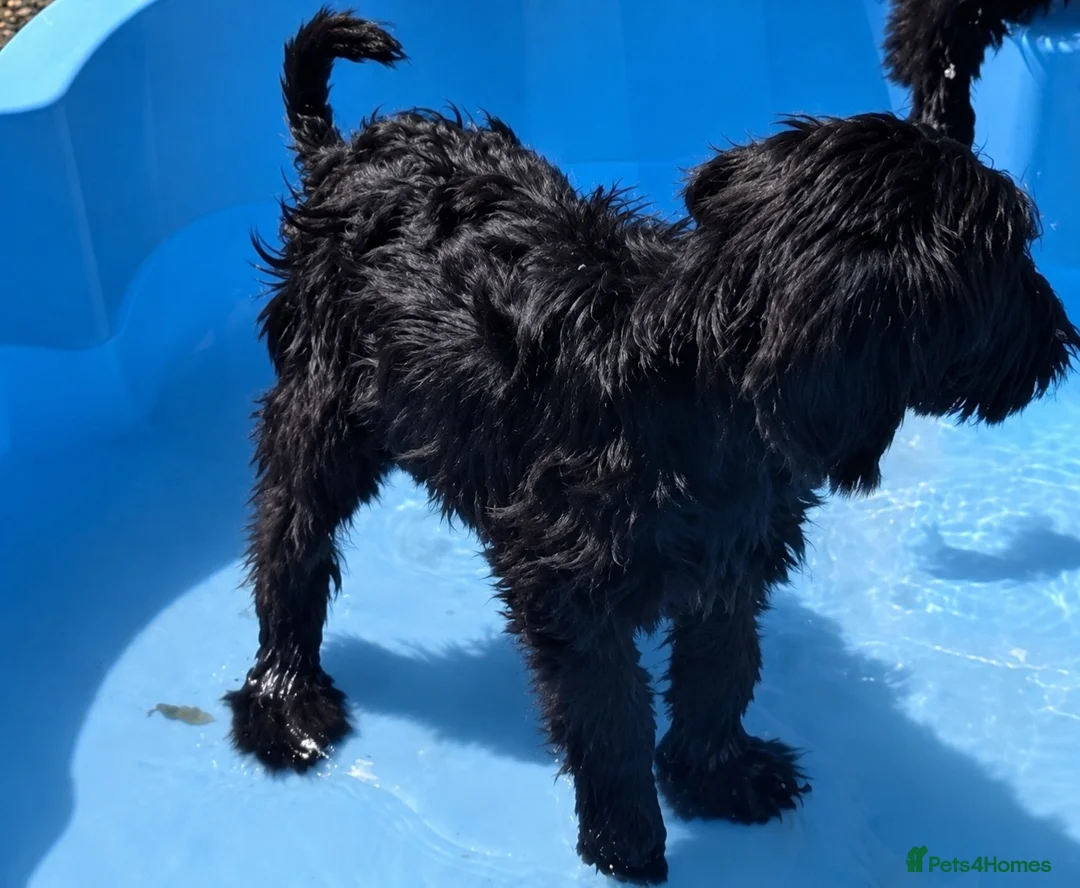 Labradoodle dogs for sale: Beautiful labradoodle puppy’s for sale - Advert 6