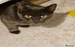 Mixed Breed cats for sale: Blue semi long hair - Image 5
