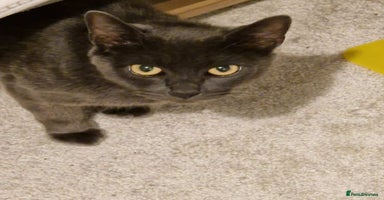 Mixed Breed cats - Advert 3