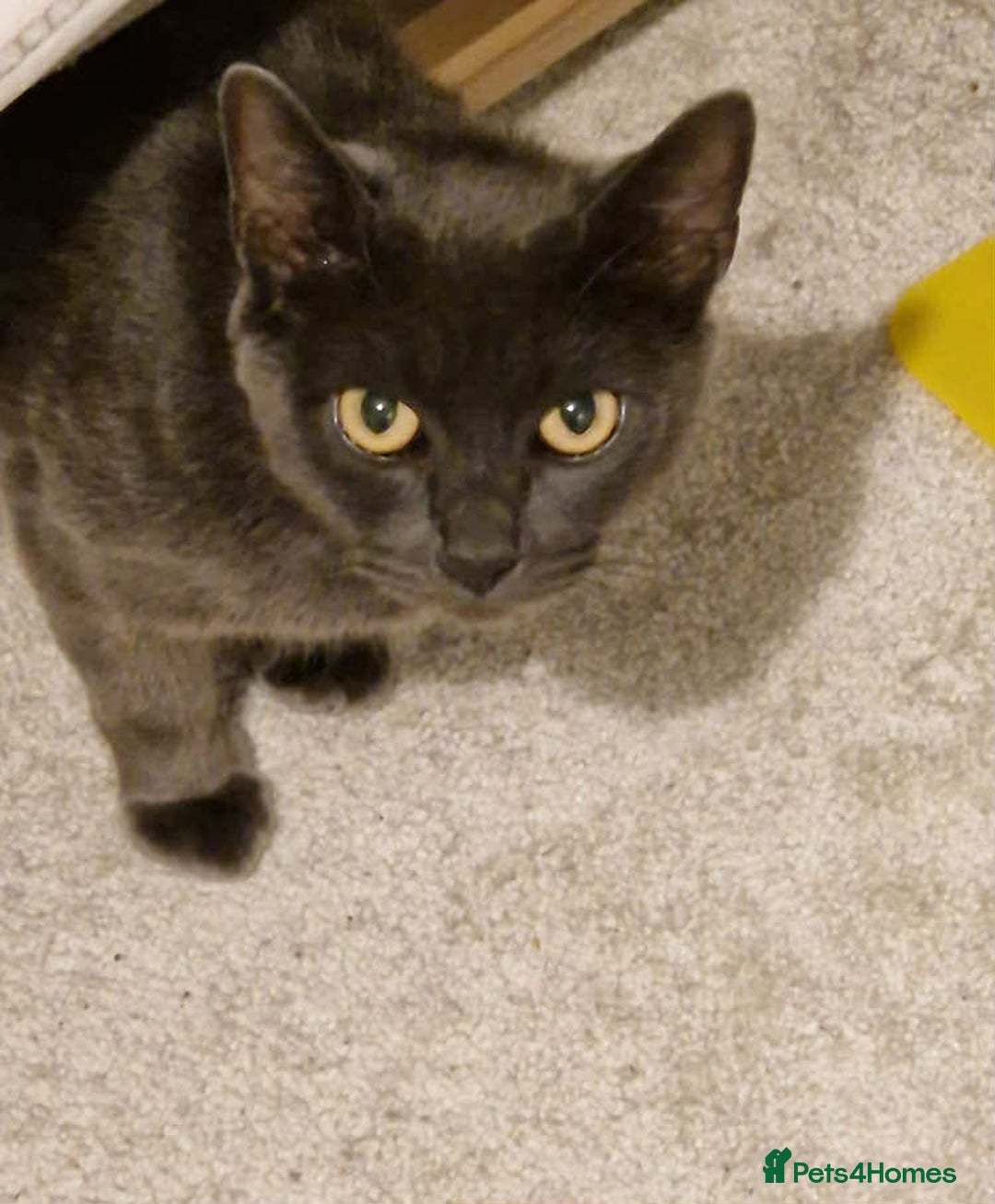 Mixed Breed cats for sale: Blue semi long hair - Image 5