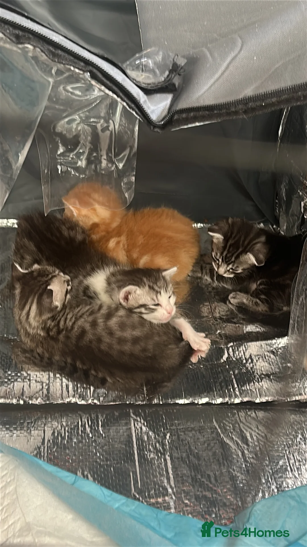 Mixed Breed cats for sale: Persian tabby  in Gravesend - Advert 2