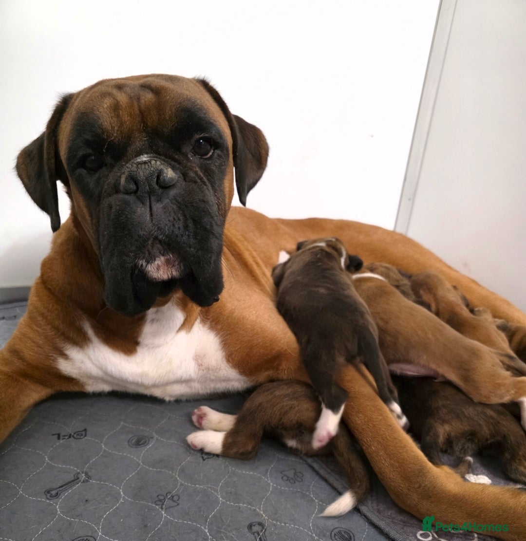 Boxer dogs for sale: Absolutely Stunning male Pedigree Boxers 🐾 - Advert 2