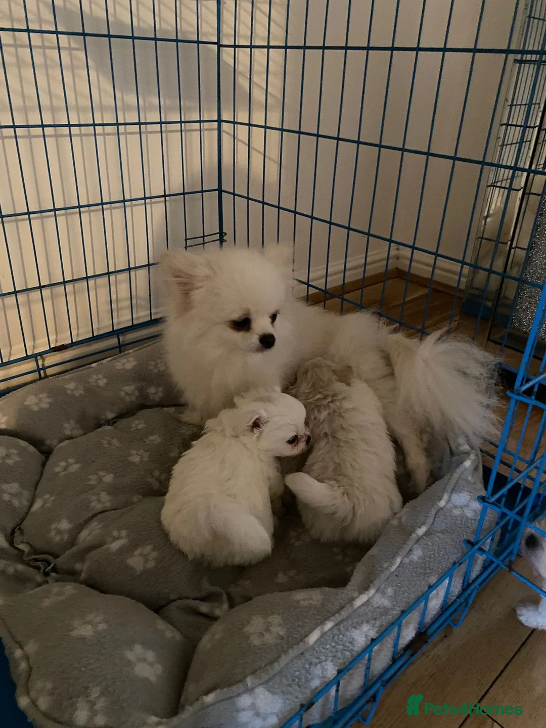 Pomeranian dogs for sale: Pomeranian Puppies in Coventry - Advert 2