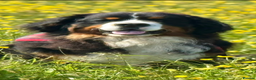 Bernese Mountain Dog dogs for stud: Gorgeous Bernese stud Maui - Advert 6