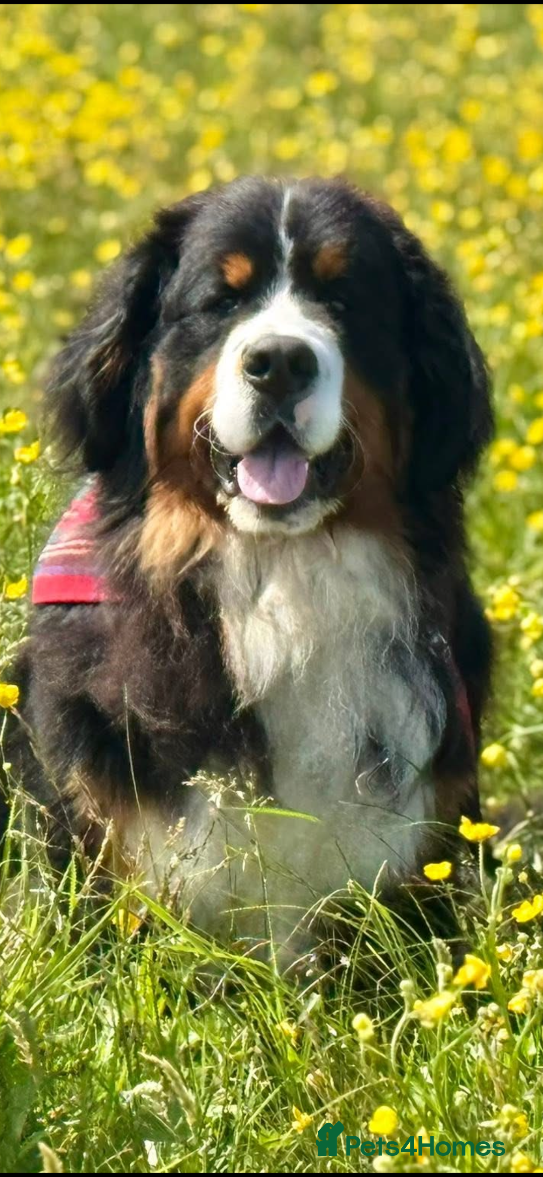 Bernese Mountain Dog dogs for stud: Gorgeous Bernese stud Maui - Advert 6